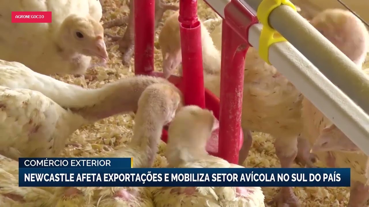Arábia Saudita e Malásia suspendem importações de carne de frango de SC