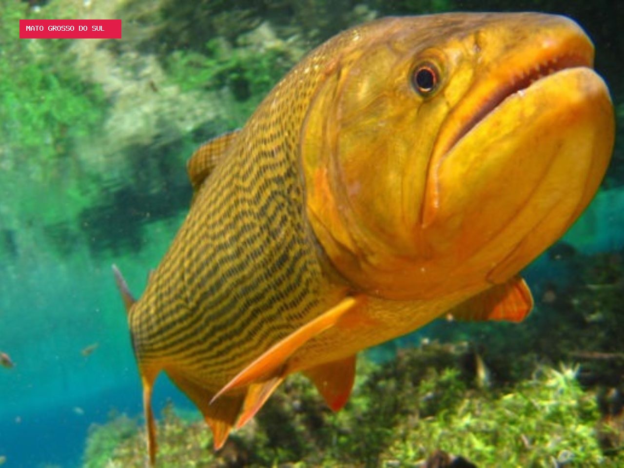 O peixe que é o ‘rei do rio’ e teve captura autorizada em MS apesar da pesca ser proibida