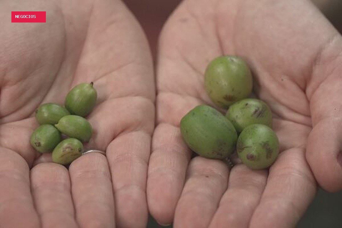 Café gigante e raríssimo é encontrado na Amazônia; espécie representa 0,01% da produção mundial