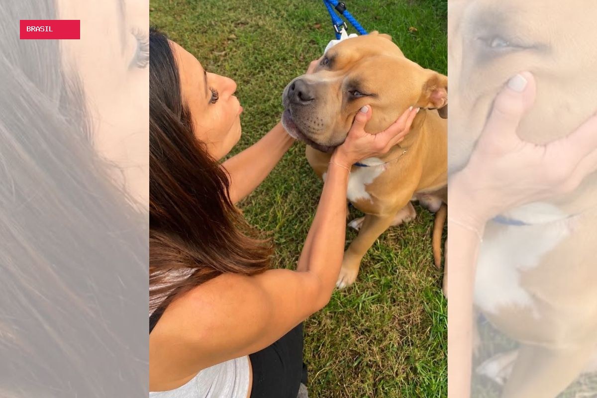 Vítima de maus-tratos, pitbull de 54 kg emociona protetores durante resgate