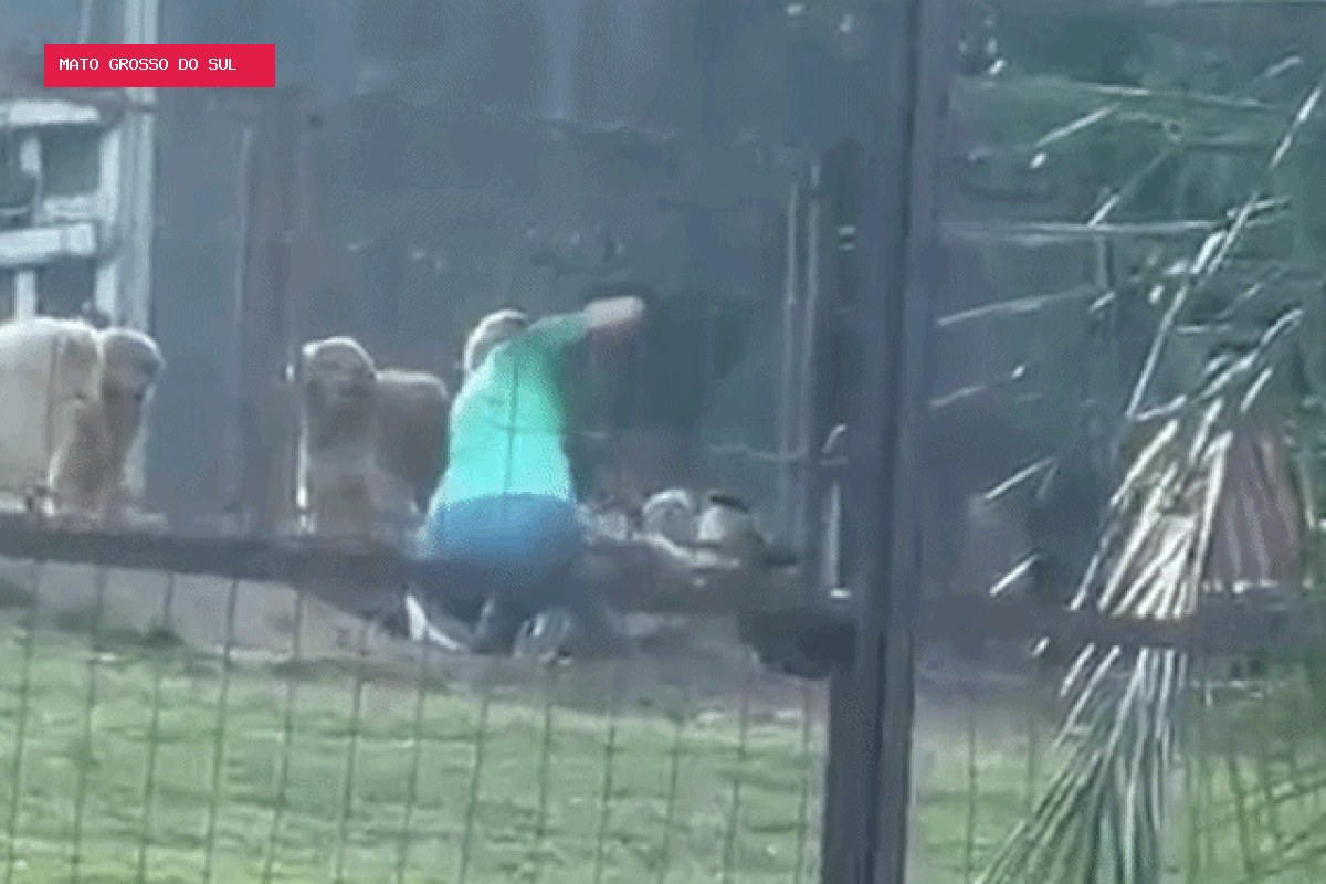 Dona de hotel para pets flagrada dando tapas em cão diz que tentava impedir morte de outro cachorro