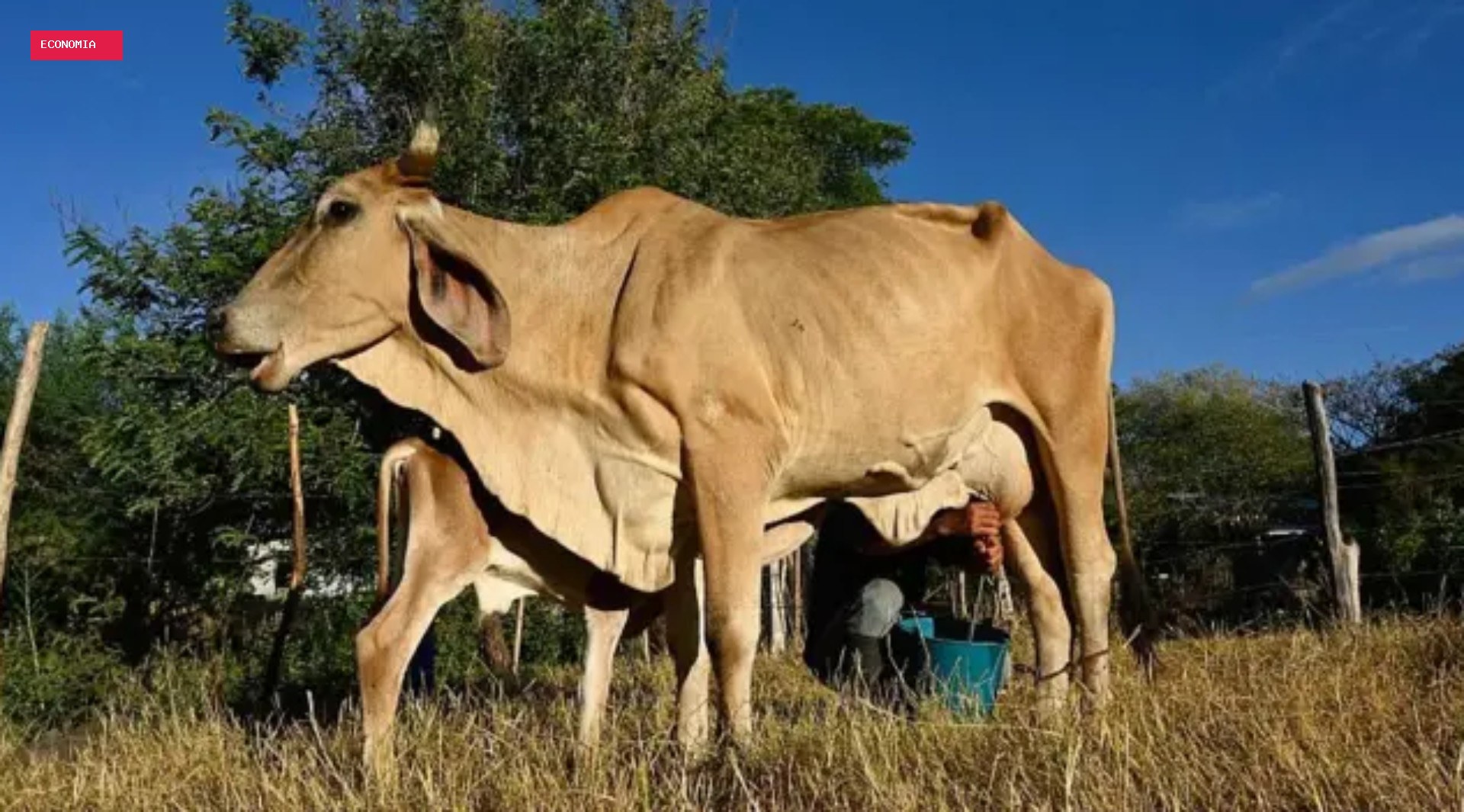 'O gado está morrendo de sede e fome': o impacto devastador do El Niño no Corredor Seco da América Central