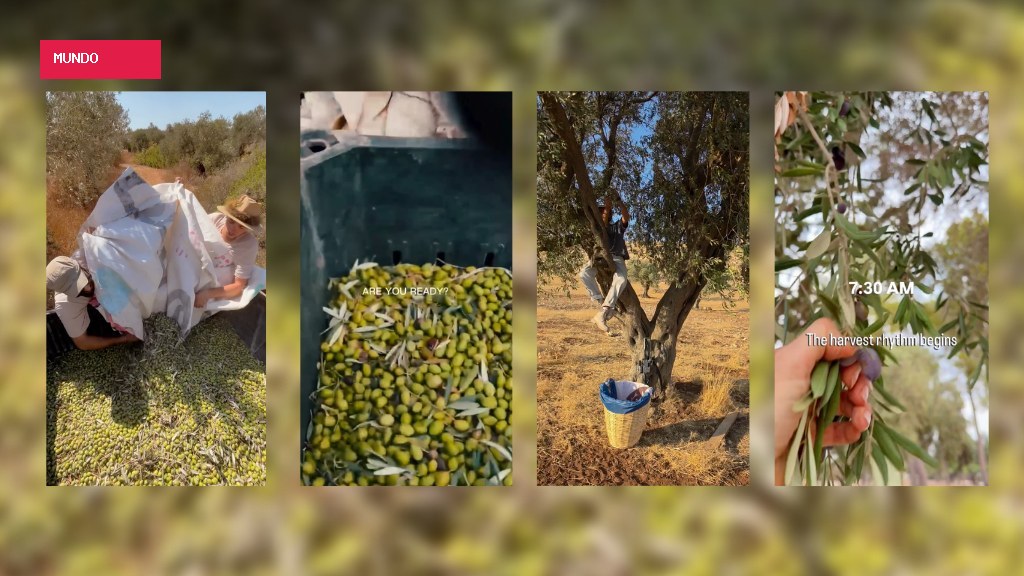 How Israeli settlers wearing keffiyehs are attacking West Bank olive groves