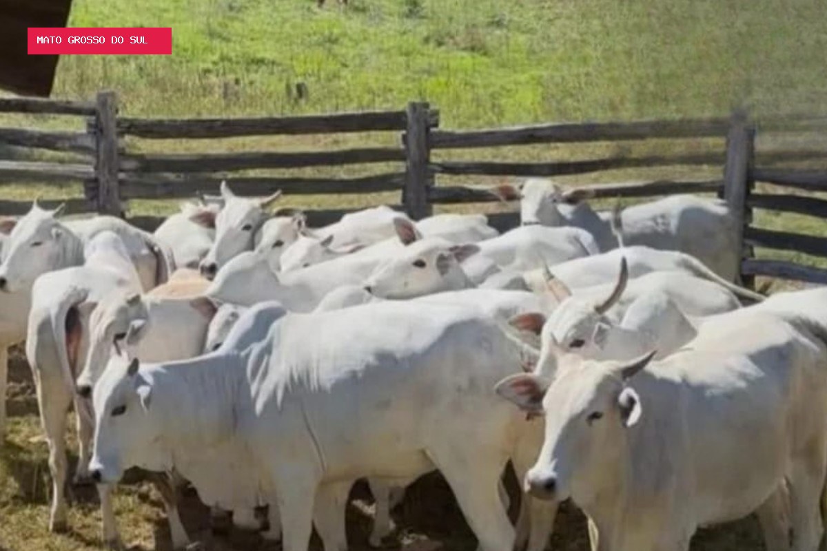 Mais de 50 bezerros desaparecem de uma só vez em fazenda de MS; polícia investiga furto