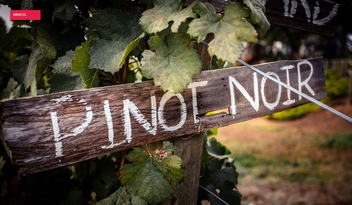 Melhores vinhos de Pinot Noir: como escolher?